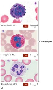 Leukocytes as seen in stained blood smears: granulocytes