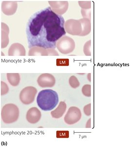 Leukocytes as seen in stained blood smears: agranulocytes