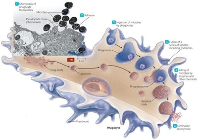 The events in phagocytosis