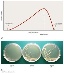 Temperature and growth rate