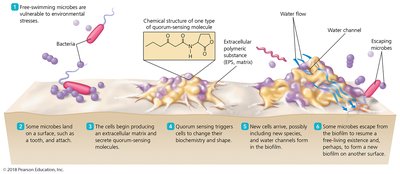 Biofilm development