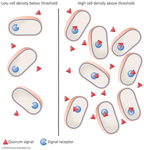 Quorum sensing