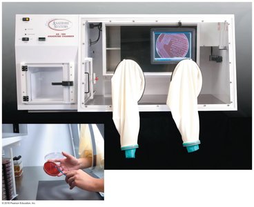 Anaerobic chamber