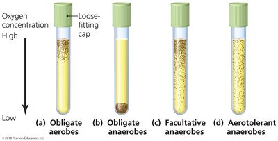Thioglycolate tube oxygen requirements