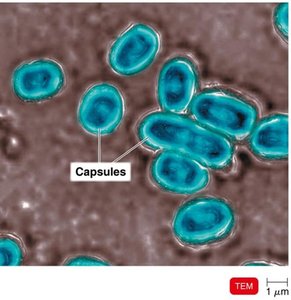 Capsule structure in bacteria