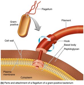 Flagellum structure in gram-positive bacteria