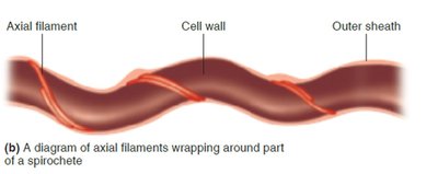 Diagram of axial filaments