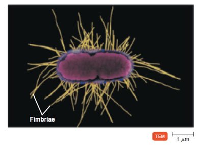 Fimbriae on bacterial cell