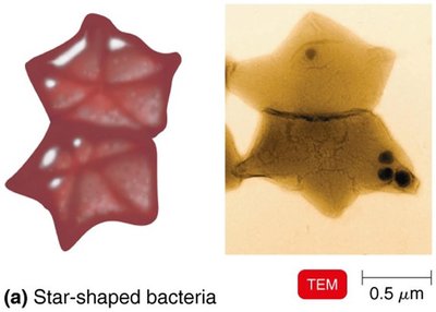 Star-shaped bacteria