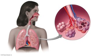 Structures of the lower respiratory system