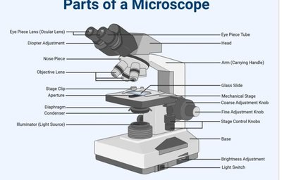 Parts of a compound light microscope