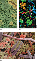 Microbial communities and diversity