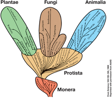 Phylogenetic Tree of Life