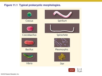 Typical prokaryotic morphologies