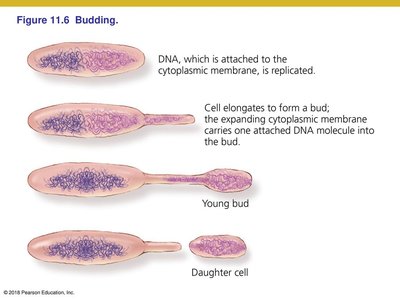 Budding in prokaryotes
