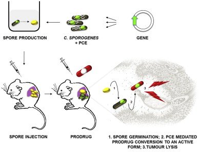 Clostridium spores used in cancer treatment