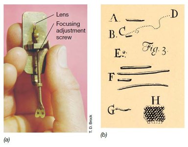 Replica of Leeuwenhoek's microscope and his drawings of bacteria