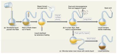 Pasteur's swan neck experiment