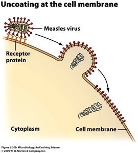 Uncoating within endosomes