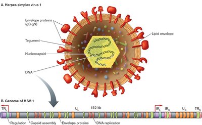 Uncoating at the cell membrane