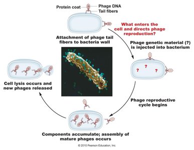 Bacteriophage lytic cycle