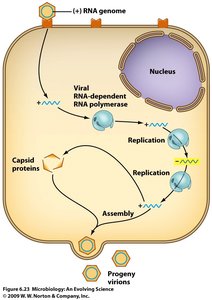 Plus and minus sense RNA virus replication