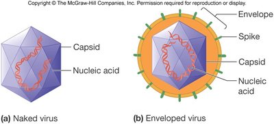 Diagram of naked and enveloped viruses