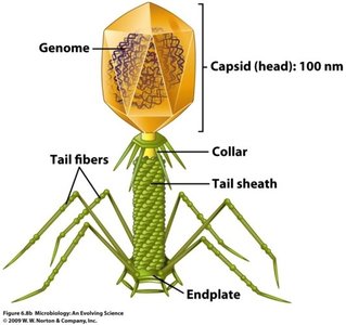 Diagram of bacteriophage structure