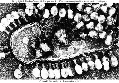 Bacteriophage infecting a bacterium