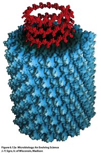 Tobacco Mosaic Virus structure