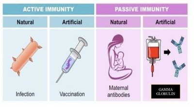 Comparison of active and passive immunity, natural and artificial
