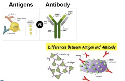 Antigen vs. antibody structure and differences
