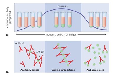 Precipitation reaction showing optimal proportions of antigen and antibody