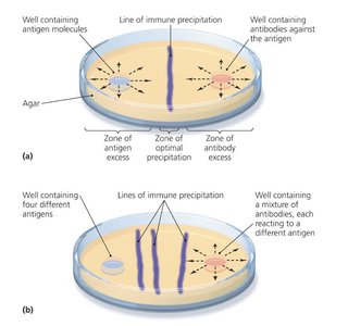 Immunodiffusion plate showing lines of precipitation