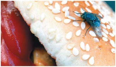 Fly on food, example of mechanical transmission