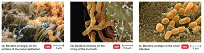 Bacteria in different regions of the body