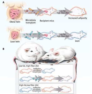Microbiota transplant experiment in mice