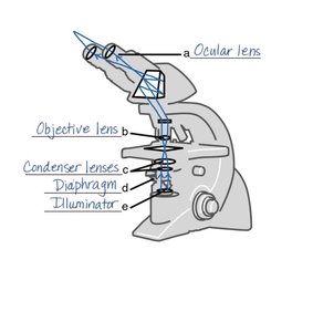 Labeled diagram of a compound light microscope