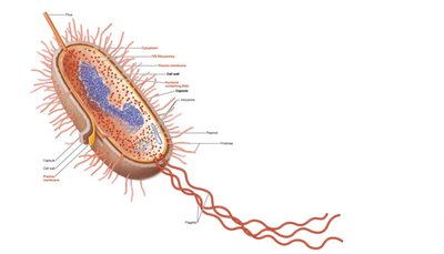 Labeled diagram of a prokaryotic (bacterial) cell