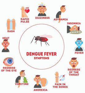 Dengue fever symptoms infographic