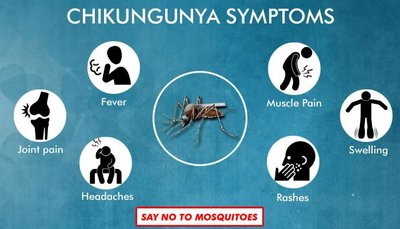 Chikungunya symptoms infographic