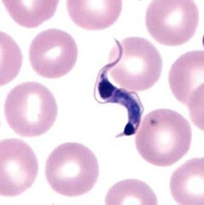 Kissing bug vector for Chagas disease