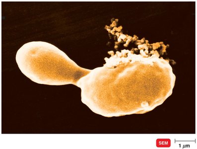 Mechanisms of nucleic acid synthesis inhibition