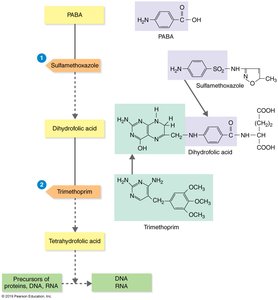 Sulfonamide and trimethoprim inhibition of folic acid synthesis