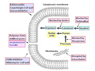 Mechanisms of antifungal drug action