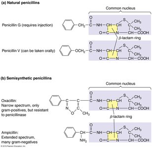 Structures of natural and semisynthetic penicillins