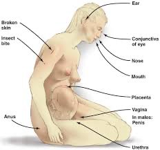 Diagram of portals of entry in the human body