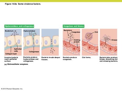 Diagram of extracellular enzymes as virulence factors
