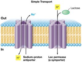 Simple transport: sodium-proton antiporter and lactose symporter