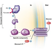 Group translocation: phosphotransferase system for glucose